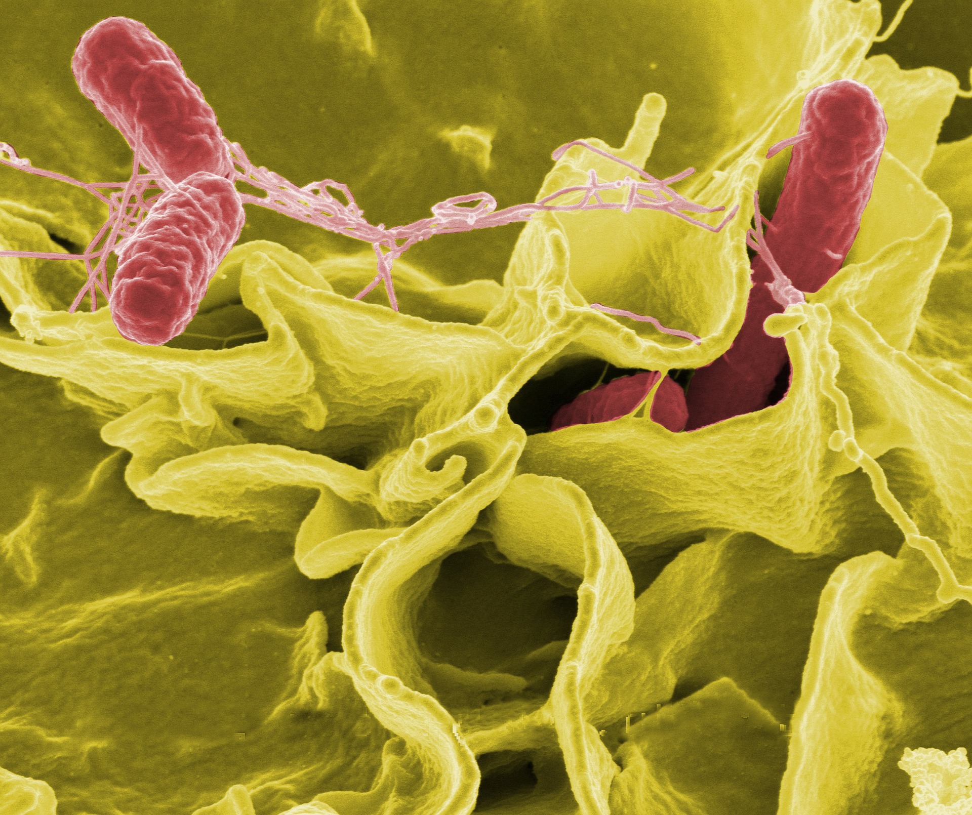 salmonella w Green Cafe Nero – komunikat w sprawie działań kancelarii